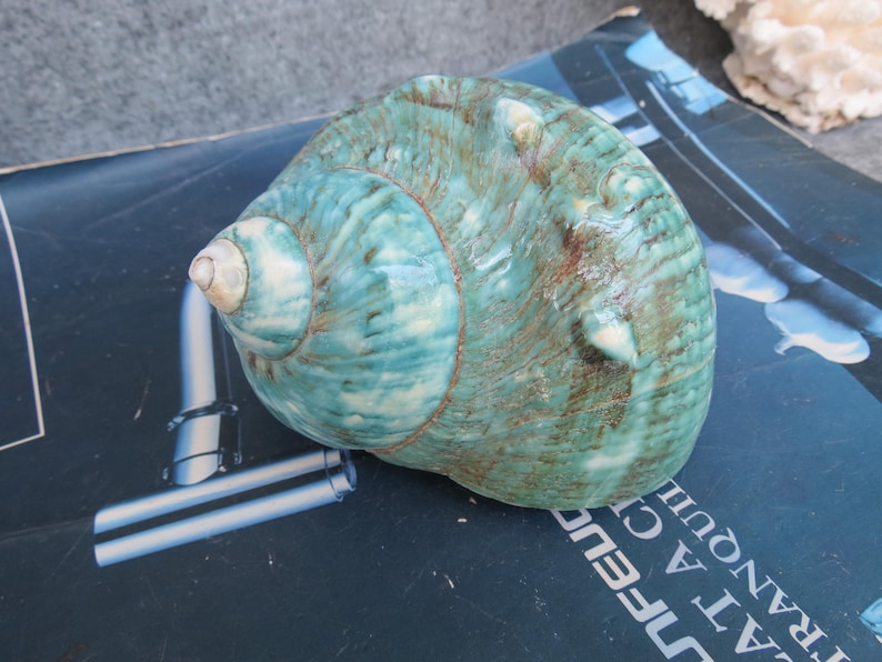 May include: A large, turquoise and brown seashell with a spiral design. The shell has a smooth, glossy texture and is resting on a dark blue surface. The shell's colors range from light blue to dark turquoise, with brown accents.