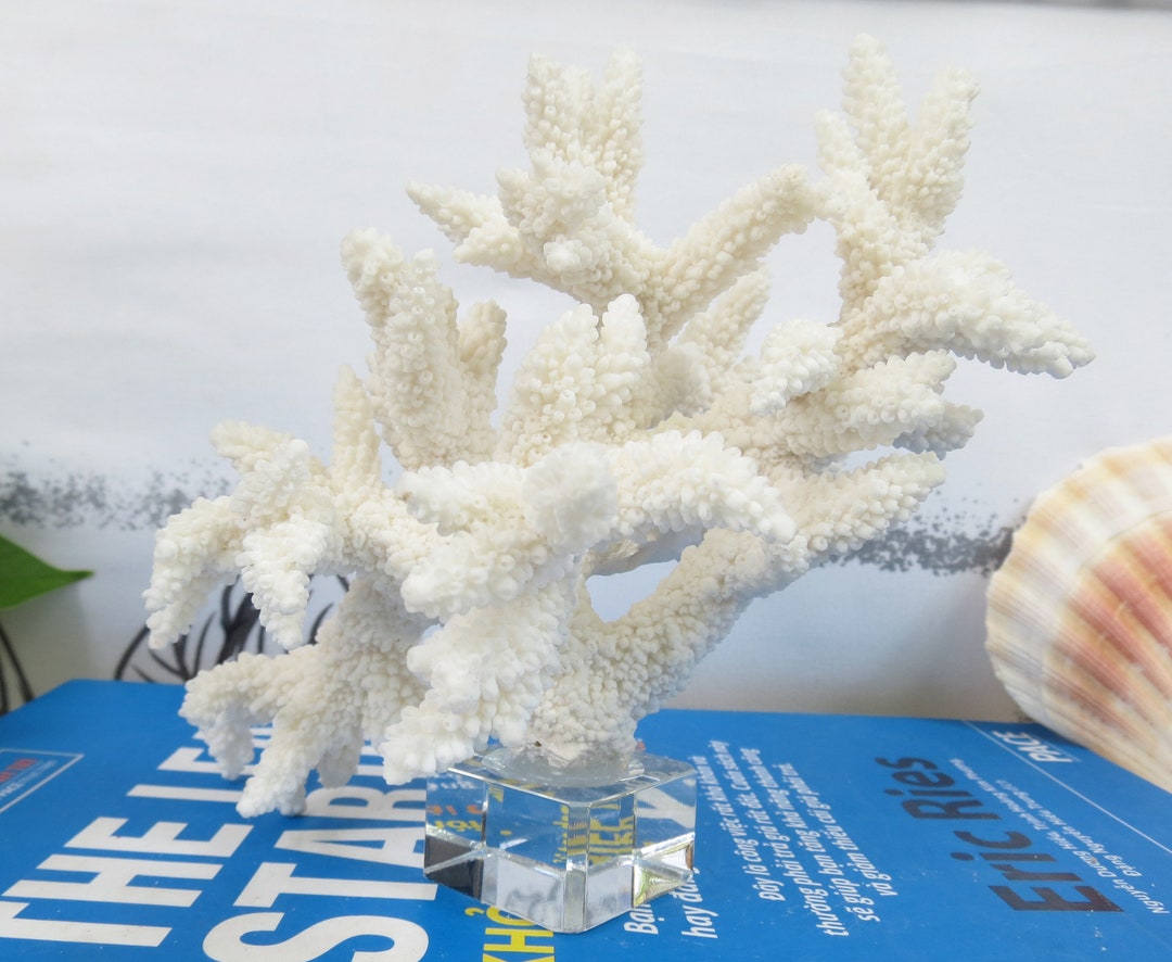Natural Sea Coral White Coral Tree White Coral Aquarium Etsy
