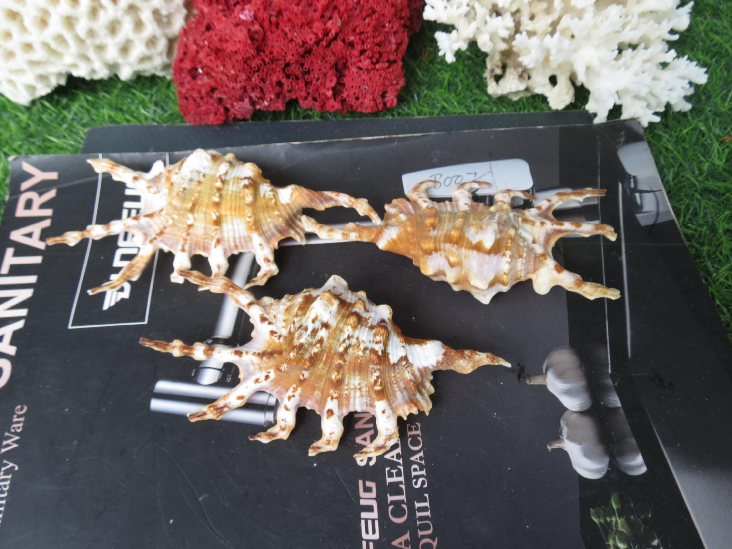 Dinosaur Shell, Beautiful Spider Shell, Chiragra Spider Shell, Lovely ...