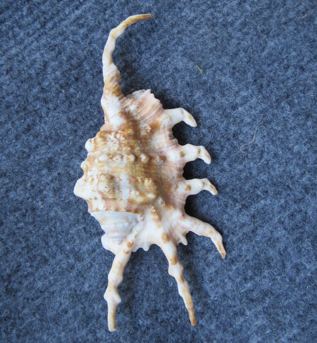 Dinosaur Shell - Etsy Israel