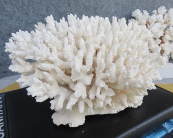 Real White Coral Is Very Beautiful, Natural Coral, Very Special, Decorative Corals For Aquariums, Precious Houses, Ocean Collection