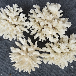 May include: Four white coral pieces, each with a branching, tree-like structure, arranged in a circular pattern on a gray surface.
