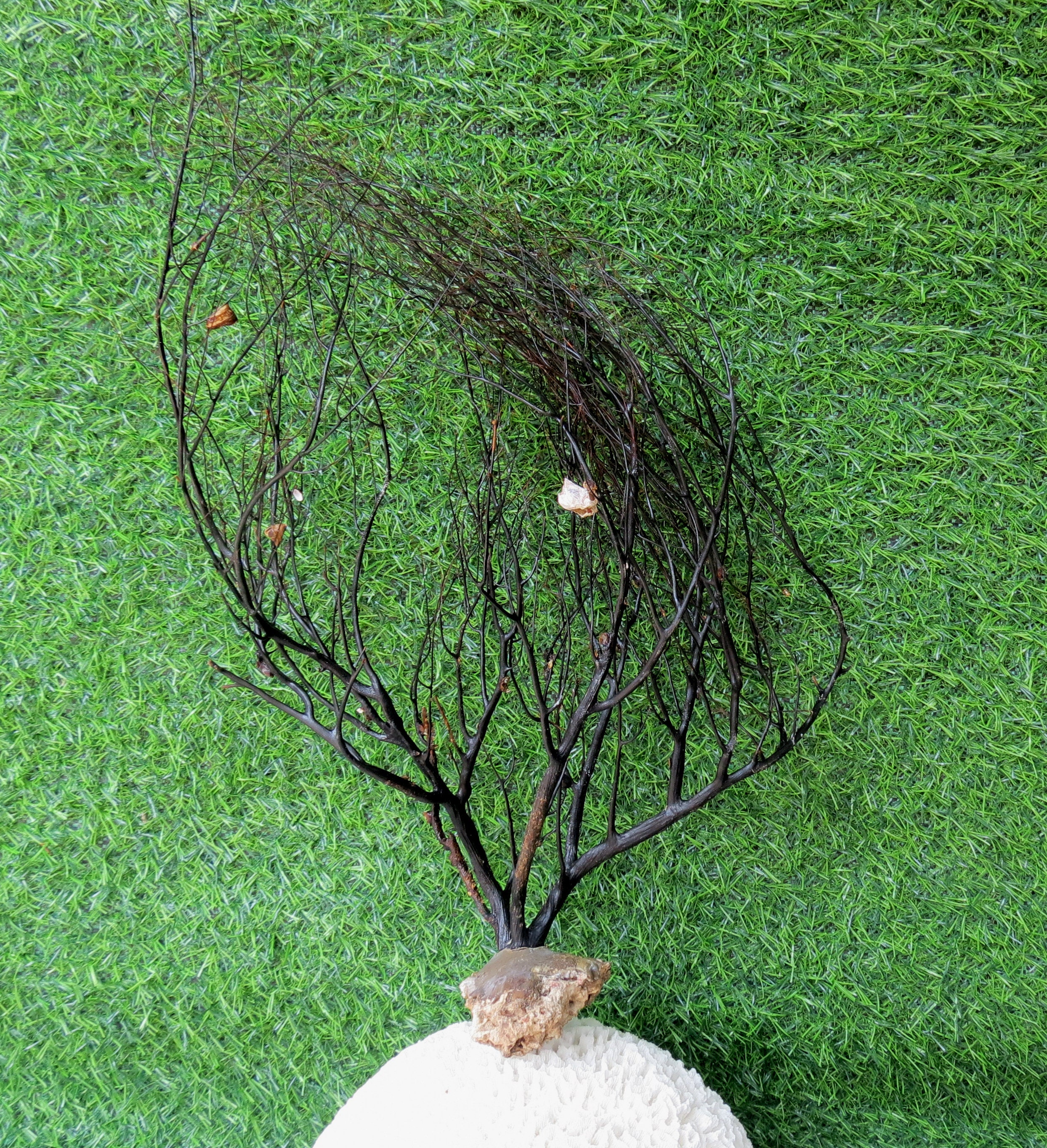家の装飾用の天然黒珊瑚 - Etsy 日本