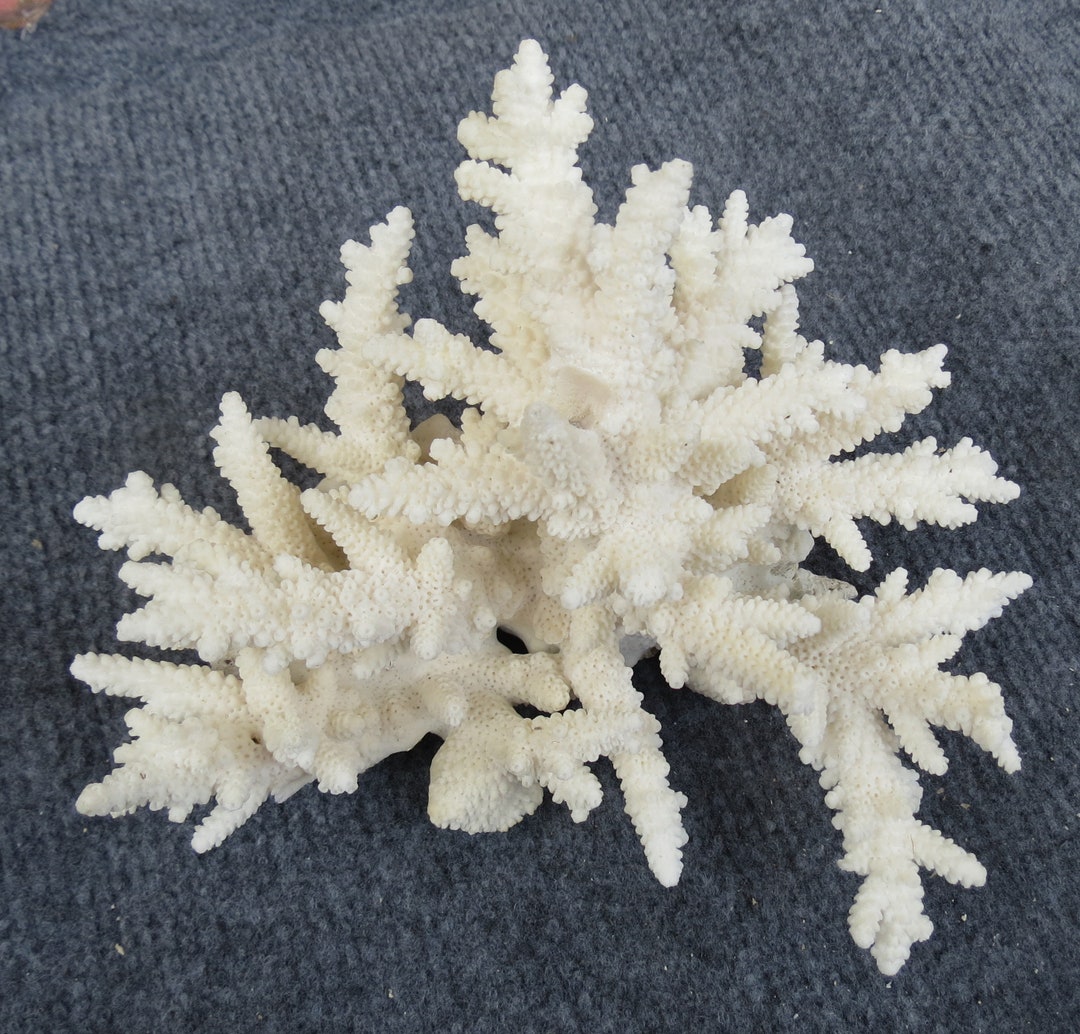 White Coral, Natural Coral,real Coral,very Beautiful Swirling Coral