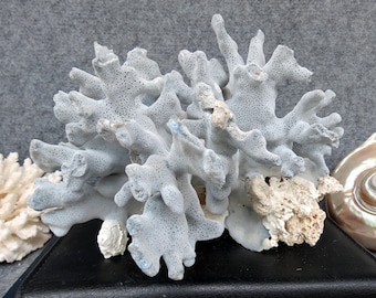 Natural Blue Coral 8.7" Aquarium Decor, Home Accent Piece, Real Coral For Precious Houses