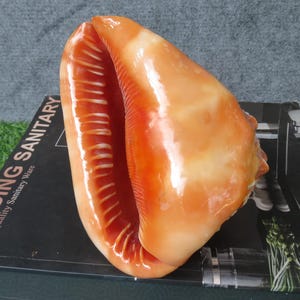 Naturalny hełm z muszli ślimaka morskiego w kształcie pyska byka, ozdoba do akwarium, dekoracja domu, dekoracja akwarium (1 sztuka, 5,91 cala)