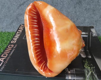 Natural Bull's Mouth Helmet Conch Shell Coral Sea Snail Fish Ornament Tank Adorn, Home Decoration, Aquarium Decoration (1 Piece, 5.91 inch)