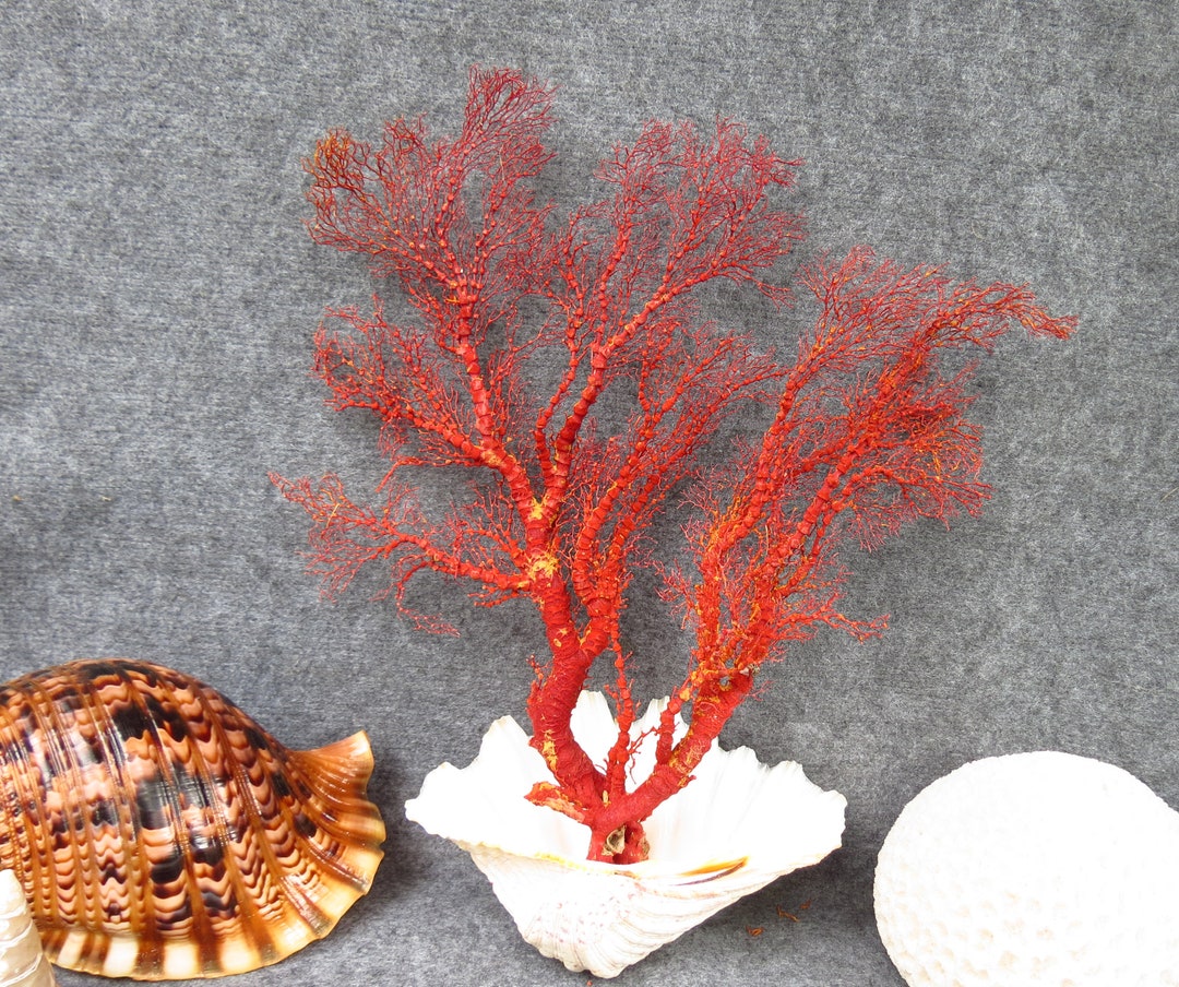 Red Coral Decor, Real Red Coral, Beautiful Natural Coral, Marine Coral