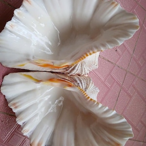 1 pair of large clam shells 26.5cm