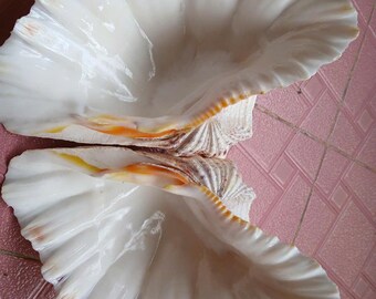 1 pair of large clam shells 26.5cm