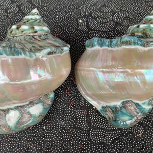 May include: Two large, iridescent seashells with a green and brown pattern. The shells have a pearlescent sheen and are a light pink color.