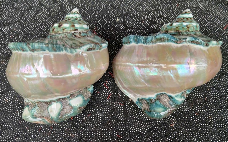 May include: Two large, iridescent seashells with a green and brown pattern. The shells have a pearlescent sheen and are a light pink color.