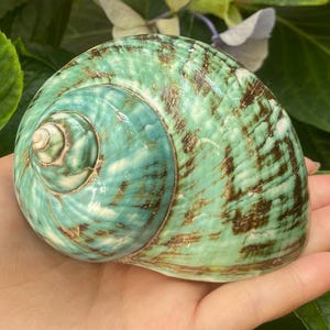 Large Jade Green Turbo Seashells Turbo Brunneus, Natural Green Shells for Hermit Crab Home Display & Collecting, Decoration for Aquarium