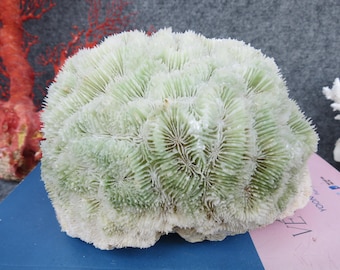 赤珊瑚の枝 10.7x6.7x4.5インチ | 天然珊瑚 | 本物の珊瑚 | 珊瑚装飾