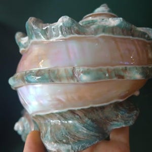Large Conch Shell, Turbo Natural Sea Shell Giant Green, Mother Of Pearl Polished, Lovely Big Sea Shell For Decoration, Party, Gift
