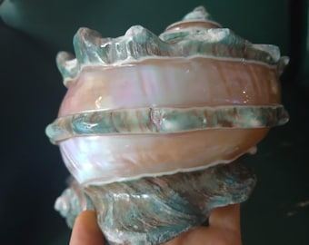 Large Conch Shell, Turbo Natural Sea Shell Giant Green, Mother Of Pearl Polished, Lovely Big Sea Shell For Decoration, Party, Gift