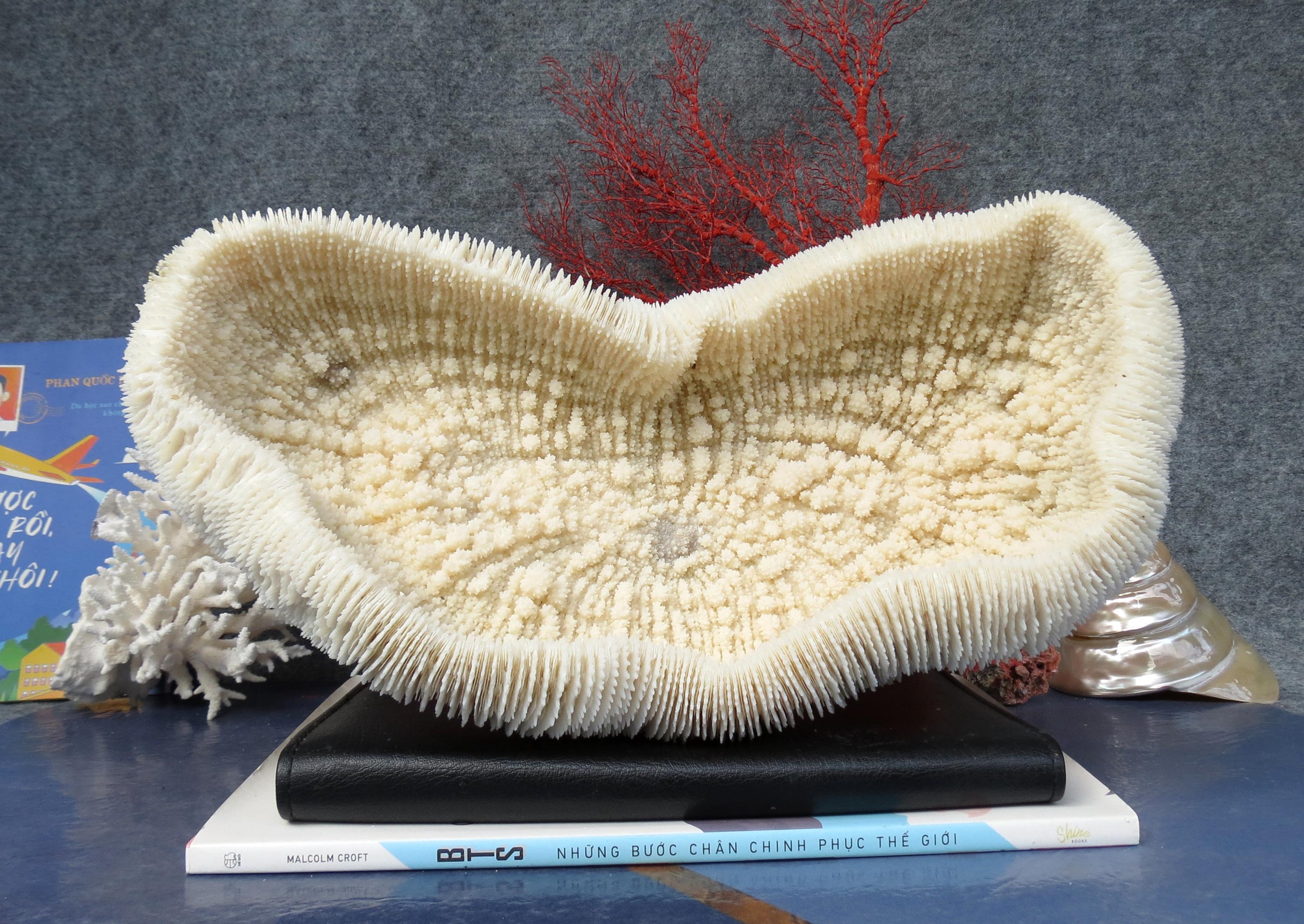 巨大な13.4インチの大型海洋ヘルポリタマッシュルームサンゴ、舌状