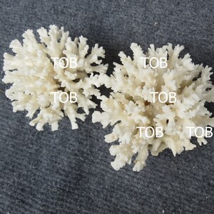 May include: Two white coral pieces with the word "TOB" written on them.