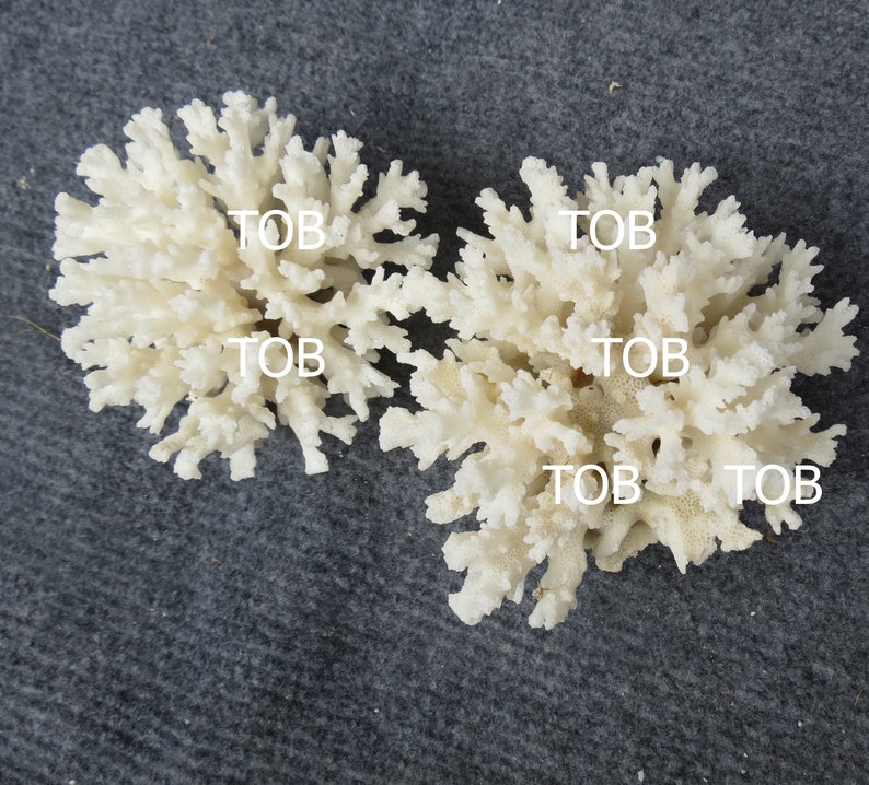 May include: Two white coral pieces with the word "TOB" written on them.