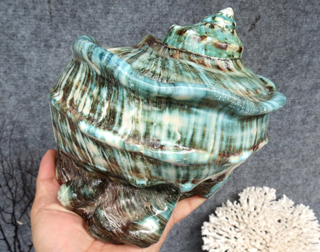 Curated visual reference: Fresh Look at Big Giant Green Marmoratus Turban Shell Turbo Seashell For Decoration