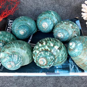 May include: A collection of polished, teal-colored sea shells with spiral patterns. The shells are arranged on a book with visible text. Coral and other decorative elements are in the background. The shells have a natural, organic aesthetic.
