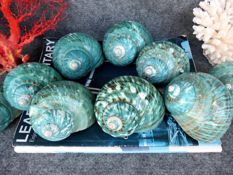 May include: A collection of polished, teal-colored sea shells with spiral patterns. The shells are arranged on a book with visible text. Coral and other decorative elements are in the background. The shells have a natural, organic aesthetic.