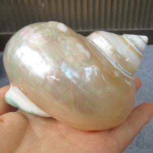 Large conch shell, beautiful large shells, home decoration snail shells, collectible snail shells, sea shells, home decor, sea shell decor