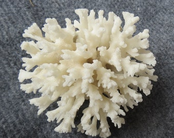 Coral, real coral,beautiful natural white coral,natural coral tree