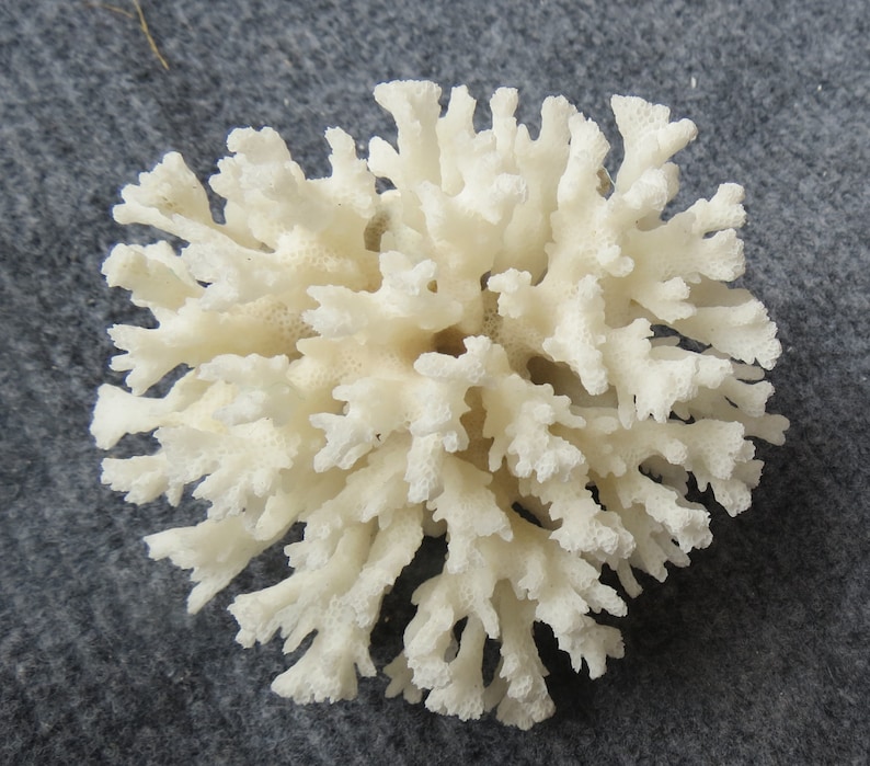 May include: White coral with a branching, delicate structure. The coral is a natural, organic material with a rough texture.