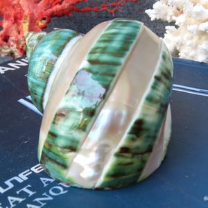 May include: A large, spiral-shaped seashell with alternating bands of pearly white and vibrant green. The shell's surface has a glossy sheen, and the overall shape is rounded and smooth. The shell is a natural decorative item.