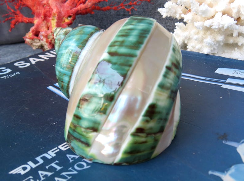 May include: A large, spiral-shaped seashell with alternating bands of pearly white and vibrant green. The shell's surface has a glossy sheen, and the overall shape is rounded and smooth. The shell is a natural decorative item.
