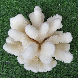 White real Coral Decorate, coral bone, coral&#39;skeleton,Fish Tank, Coral Decorate Desk, Furnishing Ornaments Home Decoration