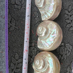 Large Giant Green Marmoratus Turban Shell, Large Conch Shell, Turbo ...