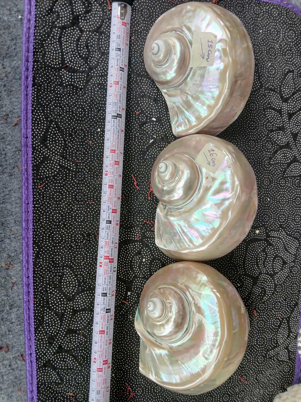 Large Giant Green Marmoratus Turban Shell, Large Conch Shell, Turbo ...