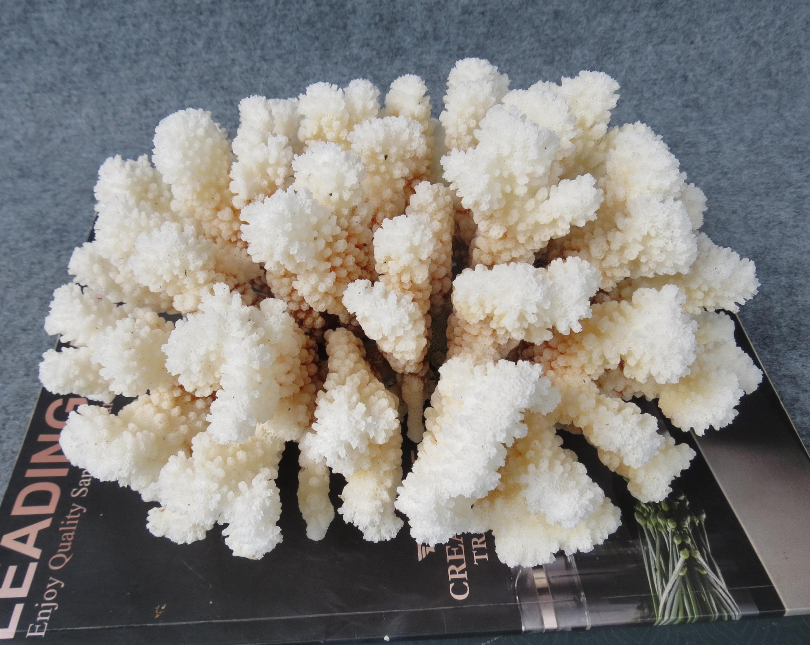 Natural White Coral Tree, White Coral Reef, Aquarium Decoration, Fish Tank, Coral Reef Decor, Natural Sea Coral, Oceanic Coral, Home Decor