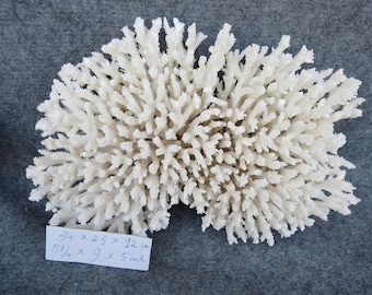 大きな白い珊瑚の木：天然珊瑚礁の装飾（1063g） - Etsy 日本