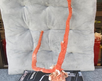Red Coral For Home Decoration, Red Coral Tree, Beautiful Red Coral, Marine Coral, Aquarium Coral, Natural Red Coral, Real Red Coral