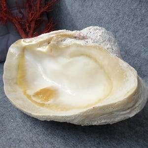 Può includere: Una grande conchiglia aperta con un interno liscio e iridescente color crema e bianco. Il bordo esterno della conchiglia presenta una superficie ruvida, strutturata e porosa in tonalità bianco sporco e beige, con creste naturali.