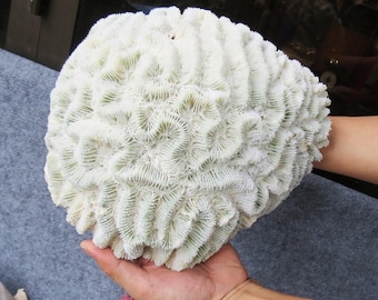 超大型サンゴ 3kg、美しい形、自然な色、ユニークなサンゴ、水槽用装飾