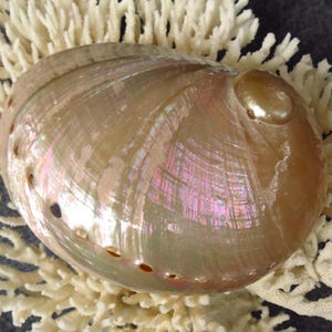 Large 12-15cm abalone shell, beautiful color Abalone. White Abalone Shell, Ritual Shell, Nautical Decor, Coastal Decor,Coastal Decor, home