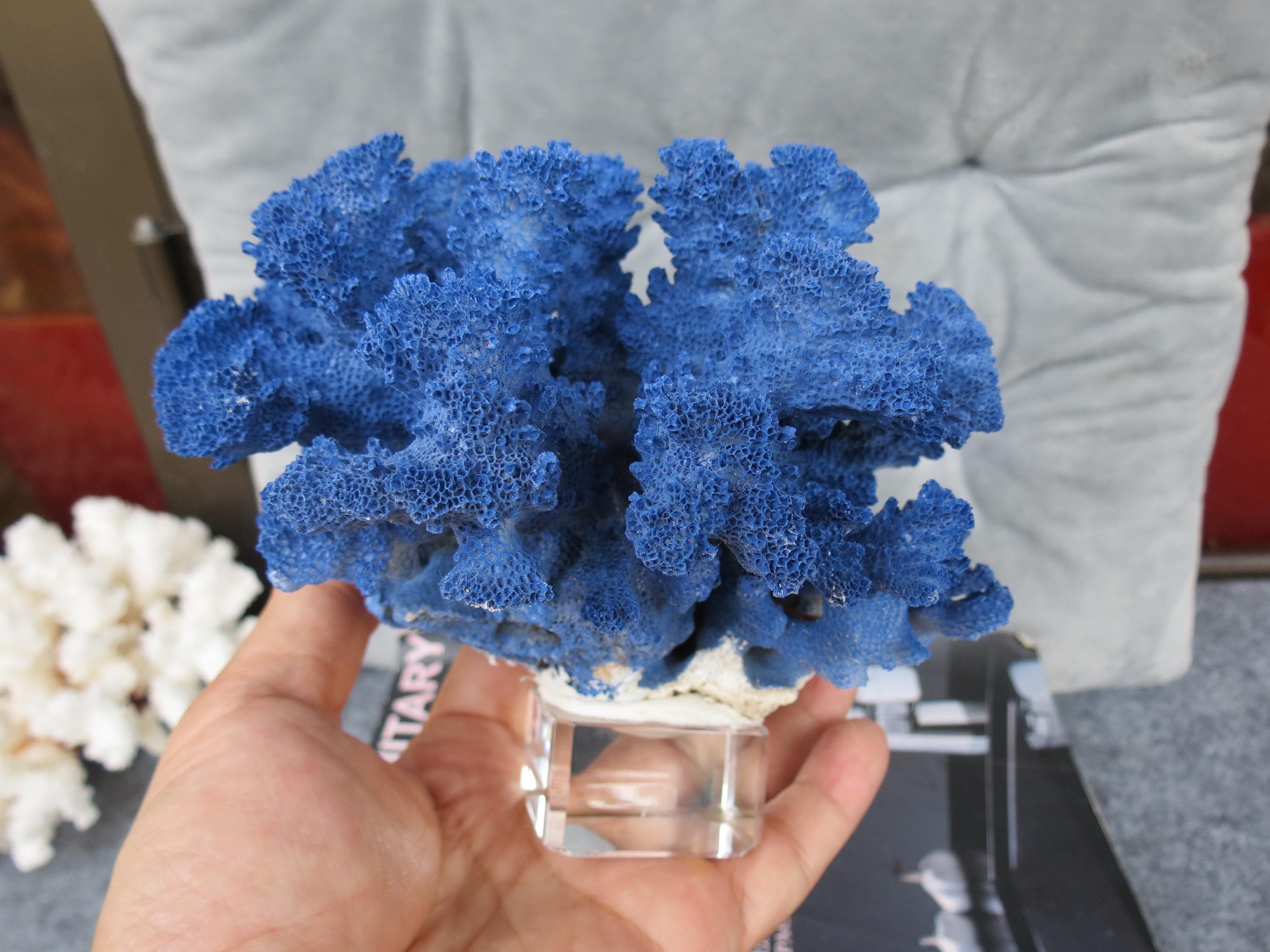 本物の青い珊瑚の装飾、クリスタルベース付き珊瑚、美しい天然珊瑚