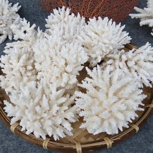 Real White Coral Is Very Beautiful, 100% Natural Color, Very Special, Decorative Corals For Aquariums, Precious Houses, Ocean Collection
