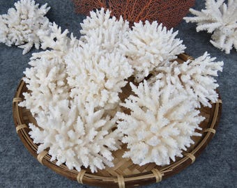 Real White Coral Is Very Beautiful, 100% Natural Color, Very Special, Decorative Corals For Aquariums, Precious Houses, Ocean Collection