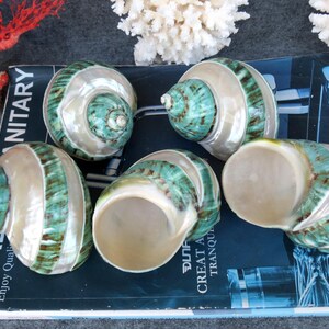 May include: Six polished sea shells with a pearlescent sheen and teal and brown stripes. The shells are arranged on a dark blue surface with text that reads "LEAD Enjoy Quality". Decorative items for home decor.