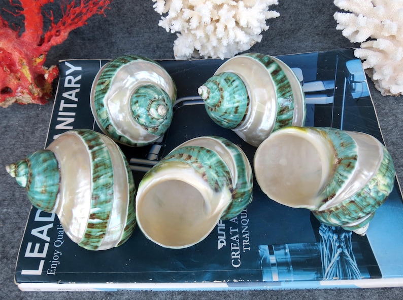 May include: Six polished sea shells with a pearlescent sheen and teal and brown stripes. The shells are arranged on a dark blue surface with text that reads "LEAD Enjoy Quality". Decorative items for home decor.