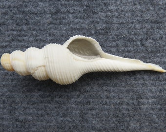 cigarette pipe-snail shell pipe-Natural white snail shell pipe