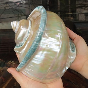 Puede incluir: Una gran concha iridiscente con un patrón de espiral de verde y blanco. La concha es lisa y brillante, con un brillo nacarado.