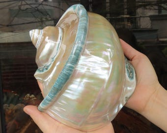 Giant Green Marmoratus Turban Shell, Large Conch Shell, Turbo Sea Shell Giant Green, Mother Of Pearl Polished, Big Sea Shell For Decoration