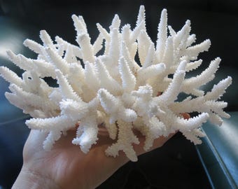 Real  White Coral, Decorate Fish Tanksnatural Coral, Decorative coral, Home Decor, Aquarium Decor, Ocean Collection