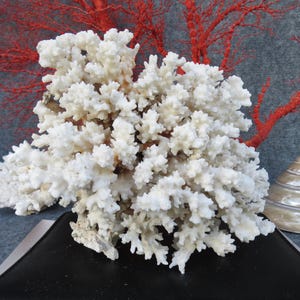May include: A cluster of white coral with a textured surface, displayed on a black surface. A red coral branch is in the background, along with a pearlescent seashell.